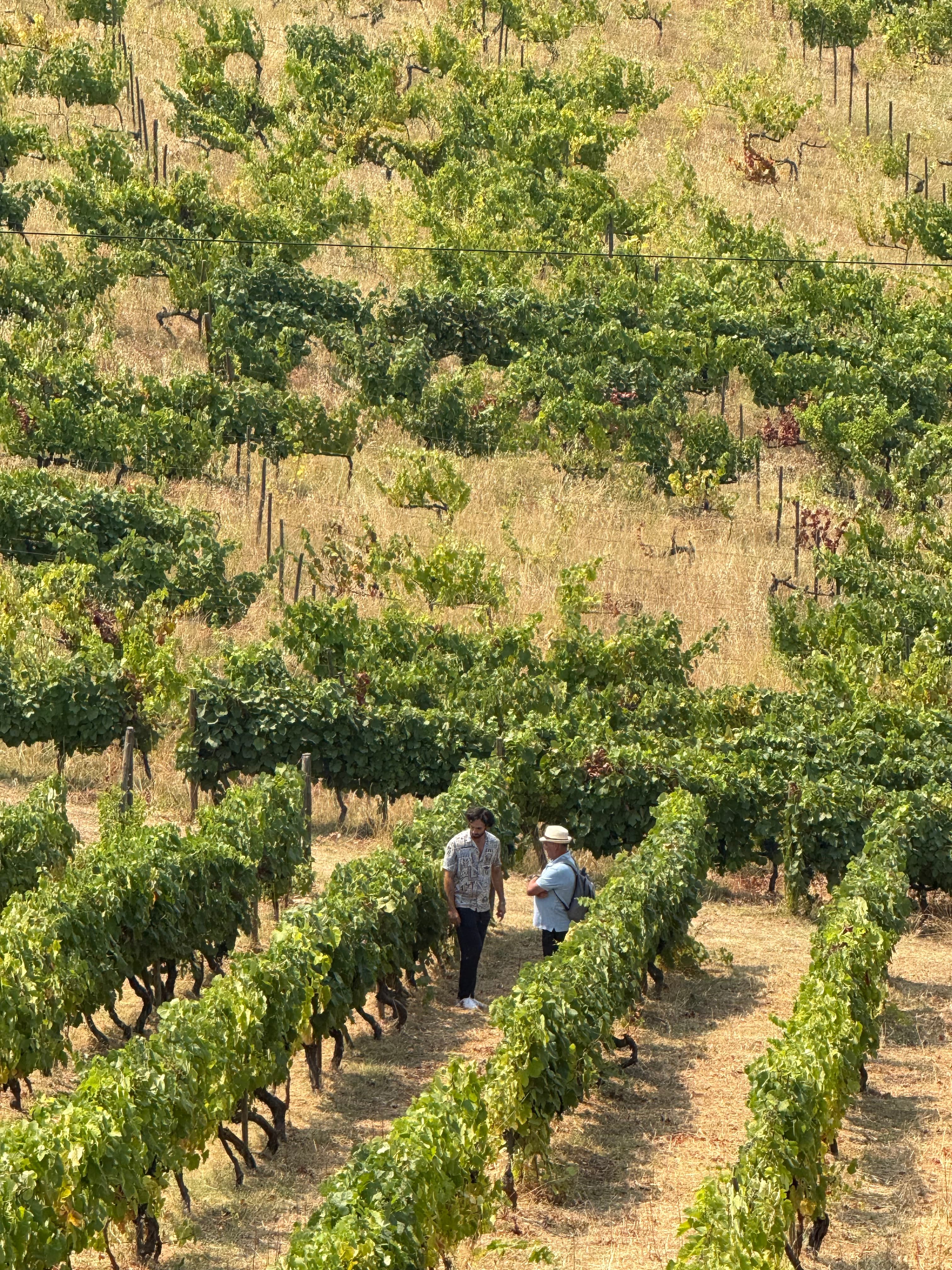 Visit and Wine Tasting