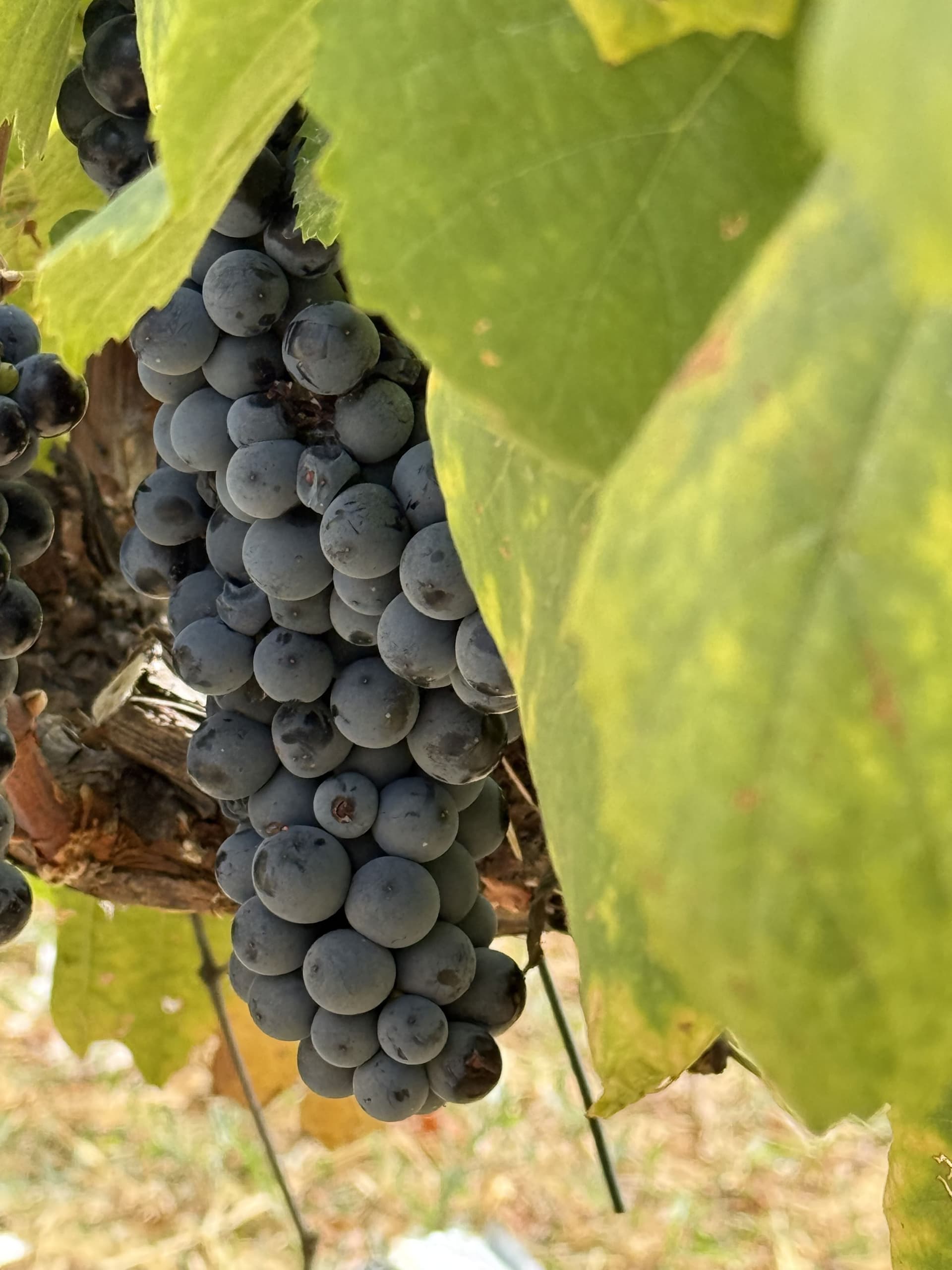 A hidden gem in the Portuguese wine scene. The attention to detail and the commitment to quality is evident in every aspect of their wines.