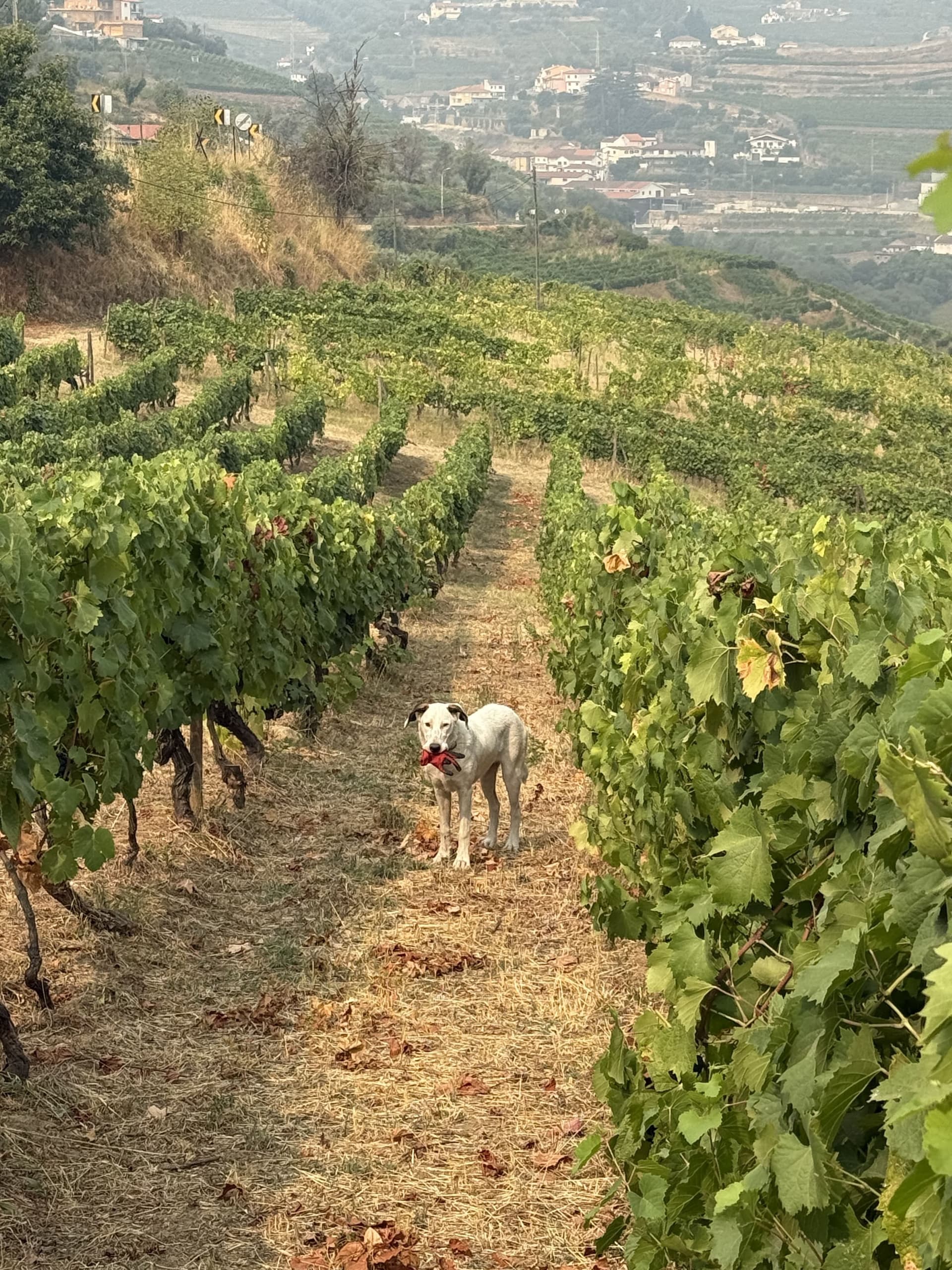 Exceptional quality wines that truly represent the best of Portuguese winemaking. The Quinta dos Novais collection is a must-have for any wine enthusiast.