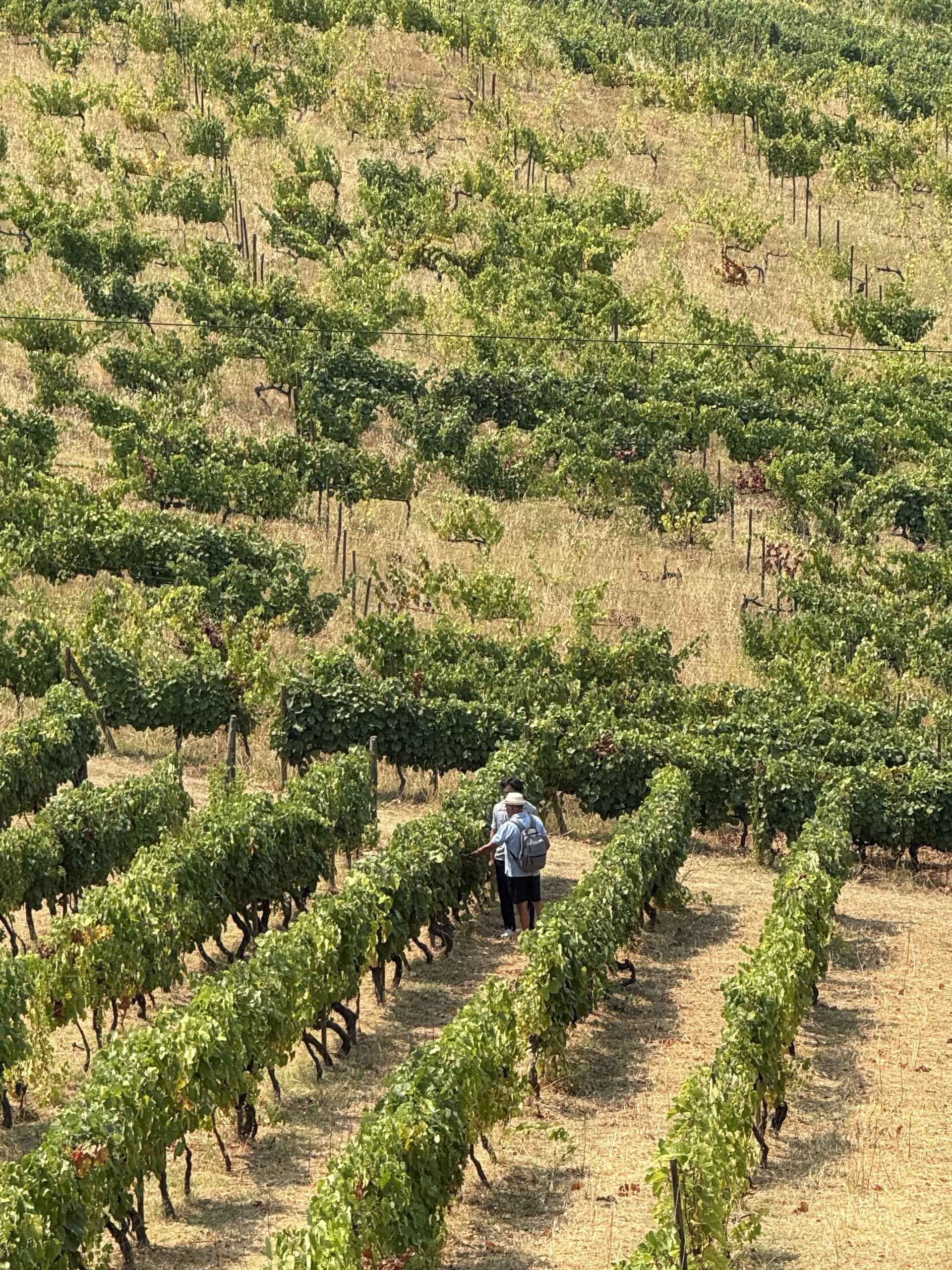 The elegance and complexity of these wines is unmatched. Each vintage tells a unique story of the Douro Valley's rich winemaking tradition.